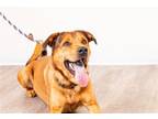 Adopt Ripley a Brown/Chocolate Labrador Retriever / Shar Pei / Mixed dog in