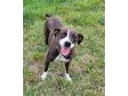 Adopt Eva a Brindle Mountain Cur / Boxer / Mixed dog in Rutledge, TN (38455473)