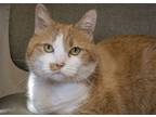 Adopt Peaches a Orange or Red (Mostly) Domestic Mediumhair / Mixed cat in Tulsa