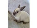 Adopt Clover a White Californian / Mixed rabbit in Fairfield, PA (38366334)