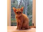 Adopt Ricky a Orange or Red (Mostly) Domestic Shorthair / Mixed (short coat) cat