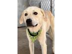 Adopt Timmy a White Great Pyrenees / Anatolian Shepherd / Mixed dog in