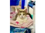 Adopt Ariana a Calico or Dilute Calico Domestic Shorthair / Mixed (short coat)