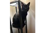 Adopt Foggerty a Black (Mostly) Domestic Shorthair / Mixed (short coat) cat in