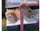 Adopt Loki a Cream or Ivory Himalayan / Mixed (long coat) cat in Herndon