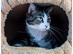 Adopt Tabitha a Gray or Blue (Mostly) Domestic Shorthair / Mixed (short coat)