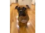 Adopt Roxy a Boxer / Mixed dog in Baltimore, MD (38397811)
