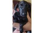 Adopt Jailen a Black Black Mouth Cur / Mixed dog in LaHarpe, KS (38351563)
