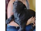 Adopt Wilder a Black Black Mouth Cur / Mixed dog in LaHarpe, KS (38351567)