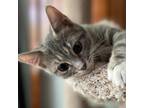 Adopt Reba a Gray or Blue Domestic Shorthair / Mixed cat in Mocksville