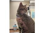 Adopt Jack a Domestic Short Hair