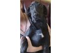 Adopt Declan a Black Black Mouth Cur / Mixed dog in LaHarpe, KS (38351569)