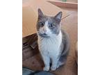 Adopt Maxwell a American Shorthair, Domestic Short Hair