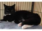 Adopt Cloud a Domestic Short Hair