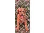 Adopt Holden a Labrador Retriever