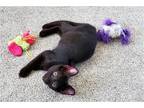 Adopt Simon a Black (Mostly) Domestic Shorthair / Mixed (short coat) cat in