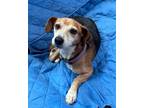 Adopt Ariel Ambrosia a Tricolor (Tan/Brown & Black & White) Beagle / Mixed dog