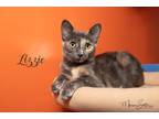 Adopt Lizzie (Bonded with Blaze) a Gray or Blue Domestic Shorthair / Domestic