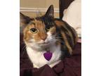 Adopt Samantha a Calico or Dilute Calico Calico / Mixed (short coat) cat in