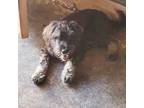 Adopt Oliver a Black Mixed Breed (Medium) / Mixed dog in Vail, AZ (38342334)