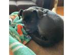 Adopt Ollie a Black Mixed Breed (Medium) / Mixed dog in Vail, AZ (38346924)