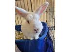 Adopt Megalo-Bun a Florida White / Mixed rabbit in West Vancouver, BC (38528753)