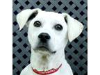 Adopt Sweet Pete a Labrador Retriever / Mixed dog in Midland, TX (38546874)