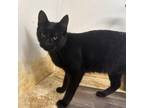 Adopt Argile a Brown or Chocolate Domestic Shorthair / Mixed cat in Yucaipa