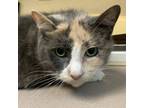 Adopt Gin a Domestic Shorthair / Mixed cat in Salisbury, MD (38572697)