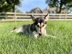 Adopt Arina a Husky / Siberian Husky / Mixed dog in Uwchlan, PA (38473125)