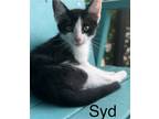 Adopt Syd a Black & White or Tuxedo Domestic Shorthair / Mixed (short coat) cat