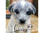 Adopt Liam Tyler a Australian Cattle Dog / Blue Heeler, Australian Shepherd