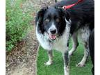 Adopt Carly a Black - with White Great Pyrenees / Springer Spaniel / Mixed dog