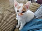 Adopt Byron Bobtail a Orange or Red (Mostly) American Bobtail / Mixed (short