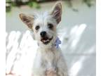 Adopt Lazlo a White Westie, West Highland White Terrier / Terrier (Unknown Type