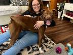 Adopt Denver Wiggles a Pit Bull Terrier, Vizsla