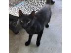 Adopt Adiso a All Black Domestic Shorthair / Mixed cat in Yucaipa, CA (38473903)
