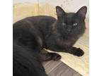 Adopt Slade a All Black Domestic Shorthair / Mixed cat in Yucaipa, CA (38449523)