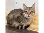 Adopt Drako a Brown or Chocolate Domestic Shorthair / Mixed cat in Yucaipa