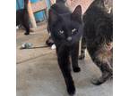 Adopt Mervin a All Black Domestic Shorthair / Mixed cat in Yucaipa