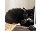 Adopt Stumpy a All Black Domestic Shorthair / Mixed cat in Yucaipa