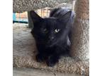 Adopt Obi a All Black Domestic Shorthair / Mixed cat in Yucaipa, CA (38449515)