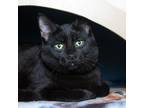 Adopt Carrot a All Black Domestic Shorthair / Mixed cat in Evansville