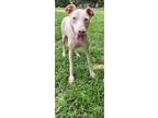 Adopt Addie a Doberman Pinscher / Mixed dog in York, SC (38587669)