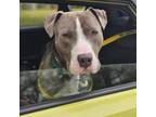 Adopt Beemon a Pit Bull Terrier