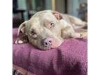Adopt Flava Flav a Pit Bull Terrier
