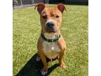 Adopt Chevy a Pit Bull Terrier, Mixed Breed