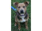 Adopt Dude a American Staffordshire Terrier, Mixed Breed