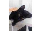 Adopt Stevie a All Black Domestic Shorthair / Mixed (short coat) cat in Taft