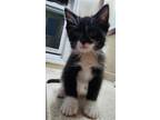 Adopt inky a Domestic Mediumhair / Mixed (medium coat) cat in Hinckley